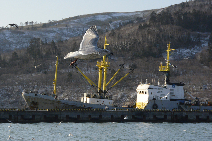 Южные Курилы, Россия.png Южные Курилы, Россия.png