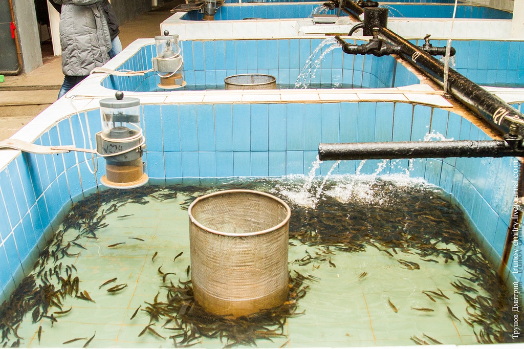 Как выращивают сёмгу и лосось карелия, рыба, рыбзавод