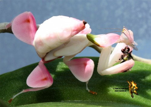 Орхидейный богомол (лат. Hymenopus coronatus) (англ. Orchid Mantis)