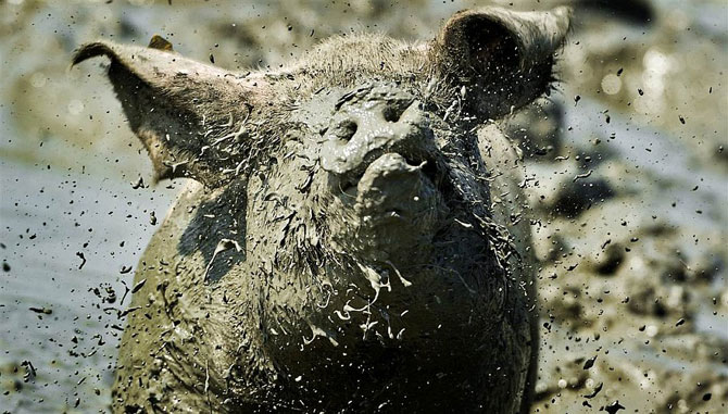 Животные в фотографиях за неделю