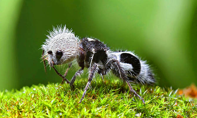 Интересные факты о муравьях + Видео