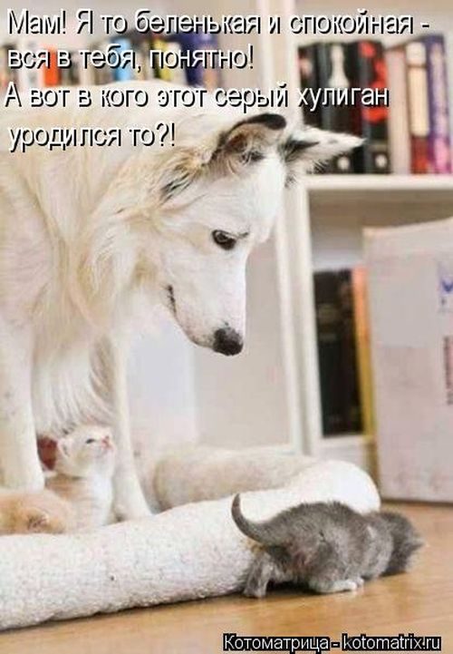 Лучшие котоматрицы недели