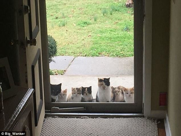 Кошки, которые гуляют сами по себе