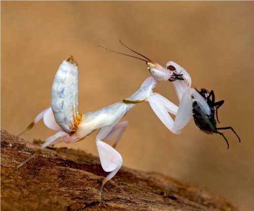 Орхидейный богомол (лат. Hymenopus coronatus) (англ. Orchid Mantis)