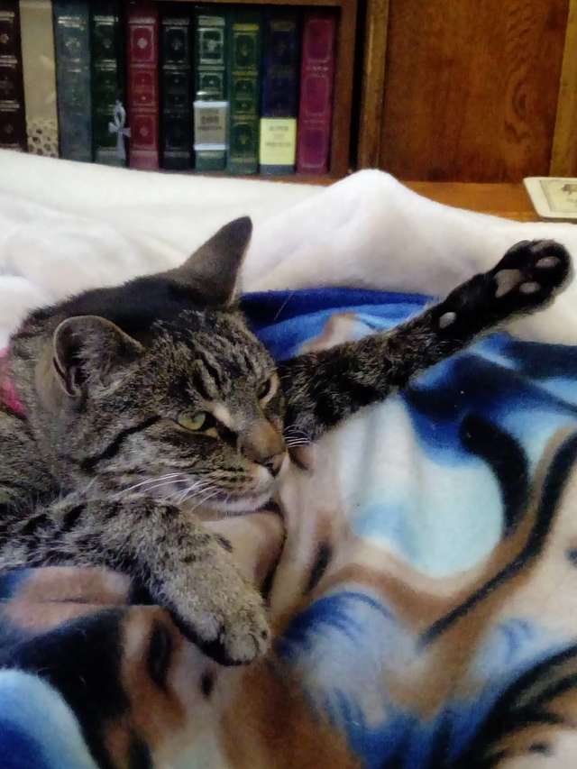 кошки лечат хозяйку кошка на кровати