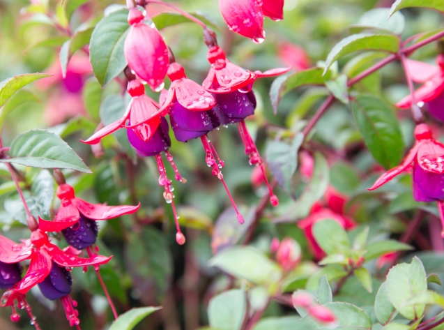 Самые неприхотливые комнатные растения Самые неприхотливые комнатные растения