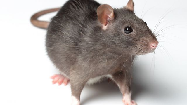 Жители Перми объявили охоту на крыс: популяция грызунов выросла в 1,5 раза