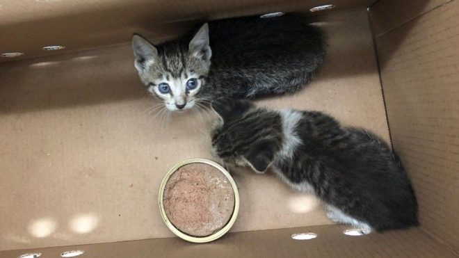 Котята с едой Два котенка в ящике