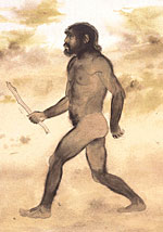  - Homo erectus