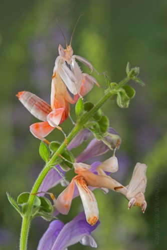 Орхидейный богомол (лат. Hymenopus coronatus) (англ. Orchid Mantis)