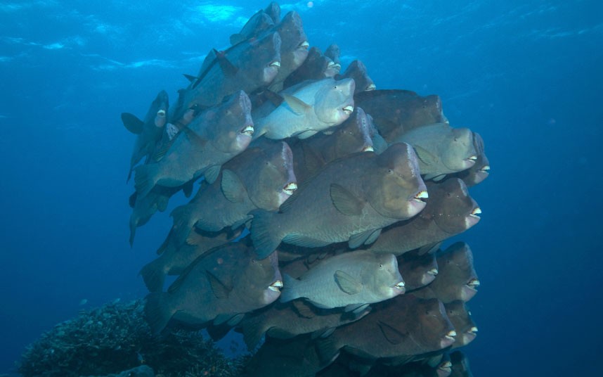 Explore coral reefs 25 Коралловые рифы в фотографиях