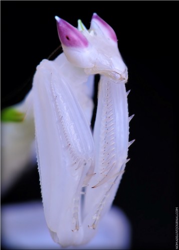 Орхидейный богомол (лат. Hymenopus coronatus) (англ. Orchid Mantis)