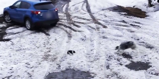 Видео героического спасения неуклюжего щенка из-под колес автомобиля