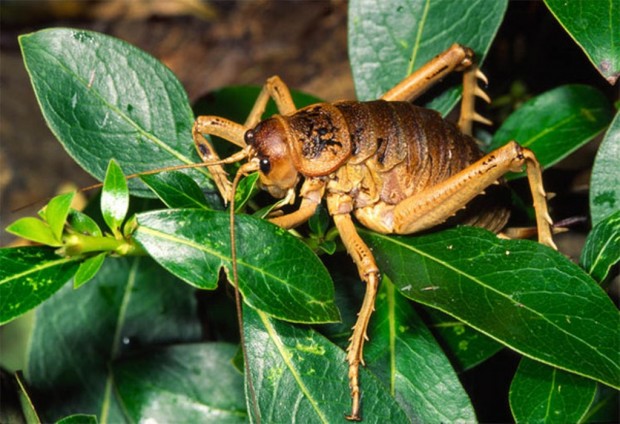 Гигантские уэта (лат. Deinacrida heteracantha) (англ. Giant Weta)