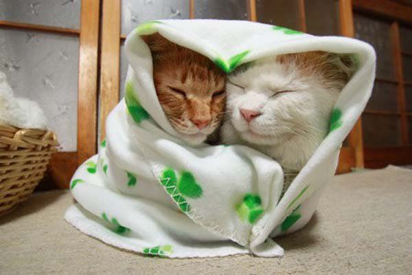 Кошачьей мерзлявости пост Мерзляки