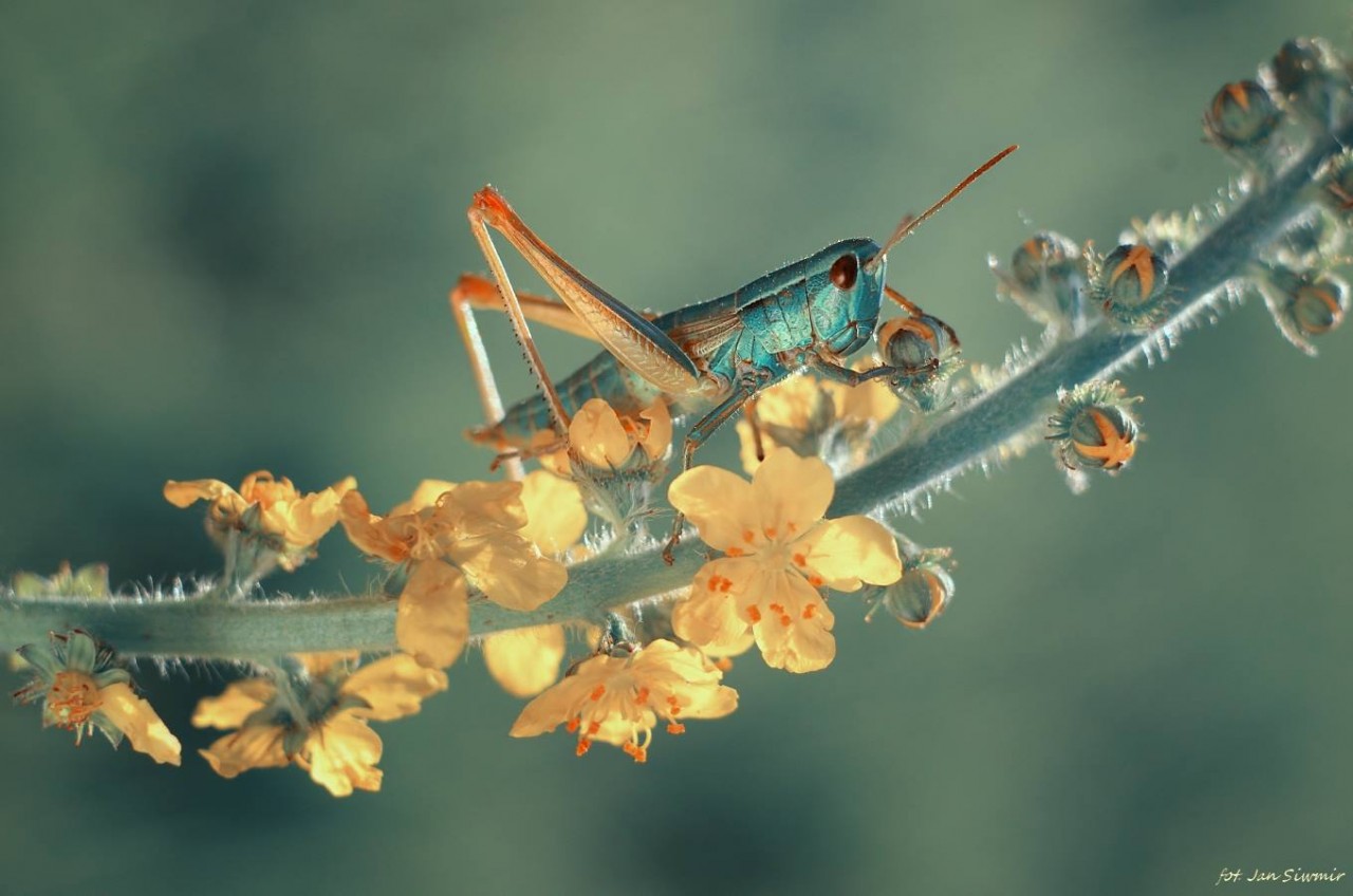 ФОТОВЫСТАВКА. Природа в фотографиях Jan Siwmir ФОТОВЫСТАВКА. Природа в фотографиях Jan Siwmir