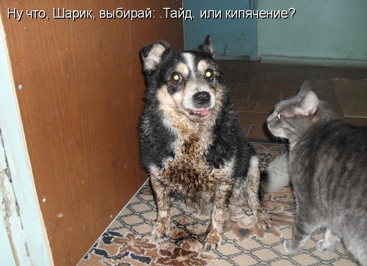 КОТЭ как есть КОТЭ