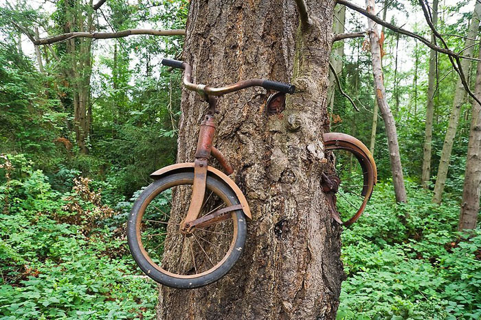Что на самом деле произошло с велосипедом, вросшим в дерево