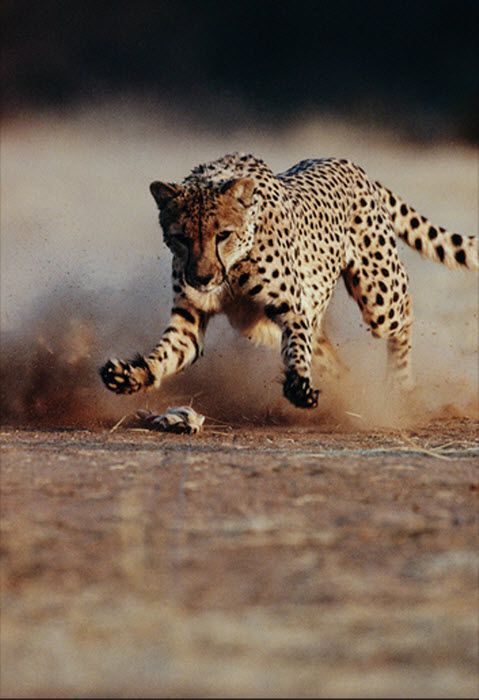 "Официальные" рекорды животных рекорд, животные