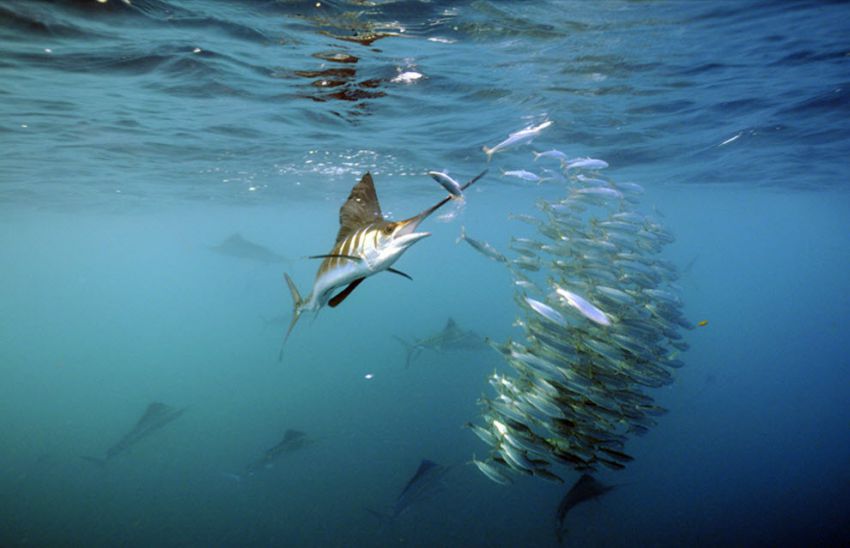 "Официальные" рекорды животных рекорд, животные