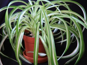 Комнатные растения в интерьере детской.