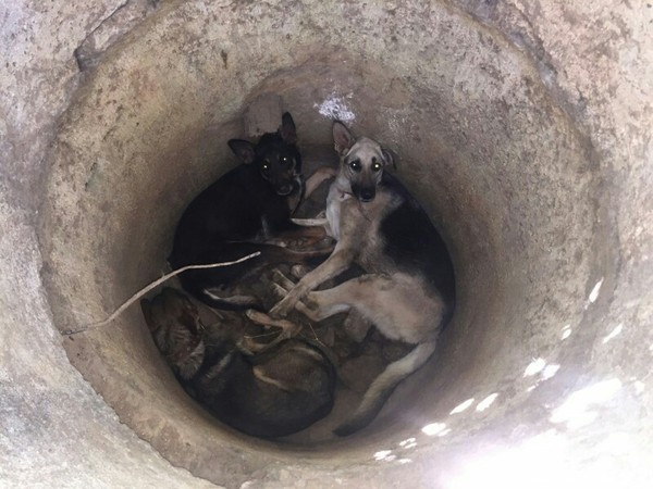 Спасение собак брошенных в колодец Собака, ужас, Помощь, Спасение, длиннопост