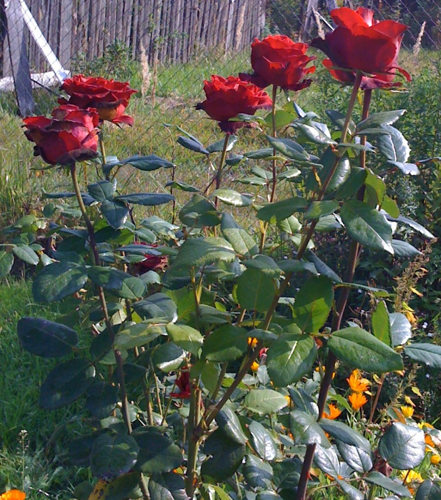 сорта парковых зимостойких роз что