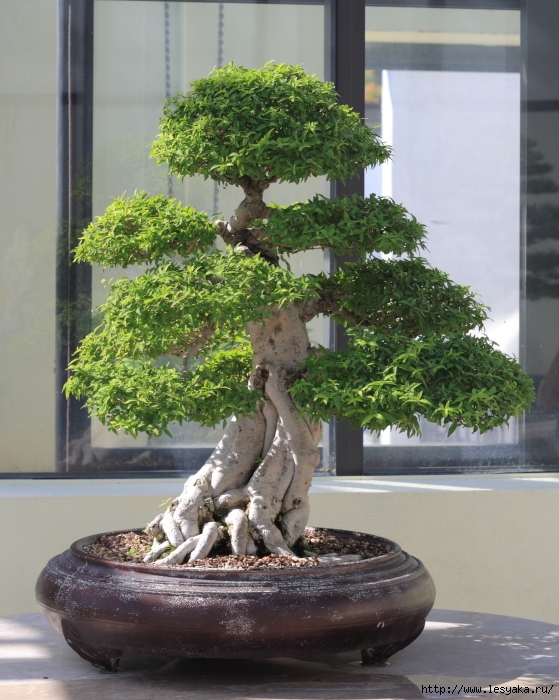 3925073_water_jasmine_bonsai1 (559x700, 324Kb)