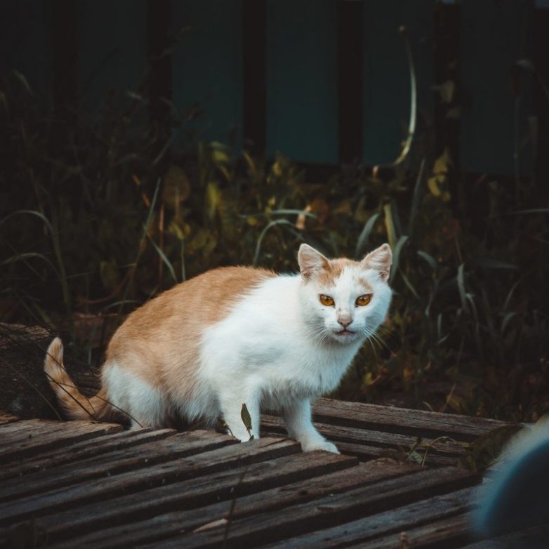 Колоритные уличные коты