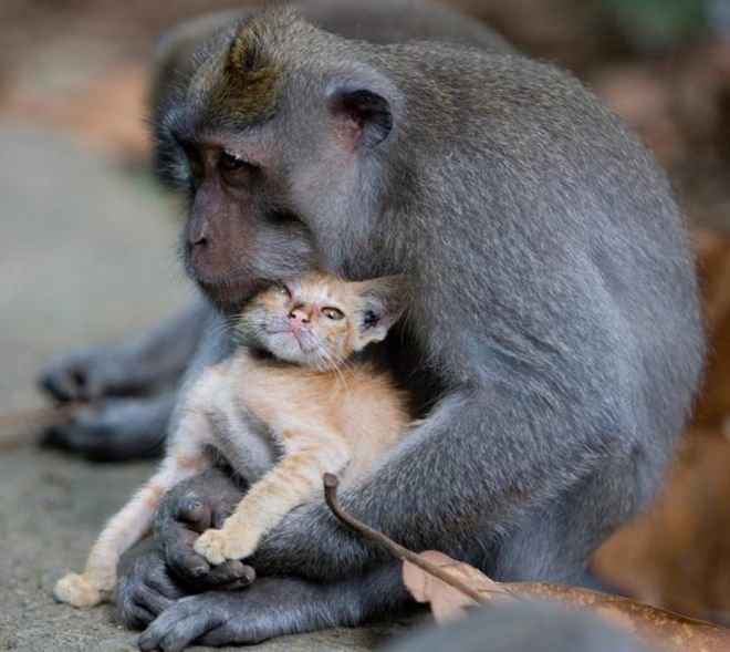 Чужих детей не бывает: 30 трогательных кадров из жизни животных животные, мимишность, фотографии
