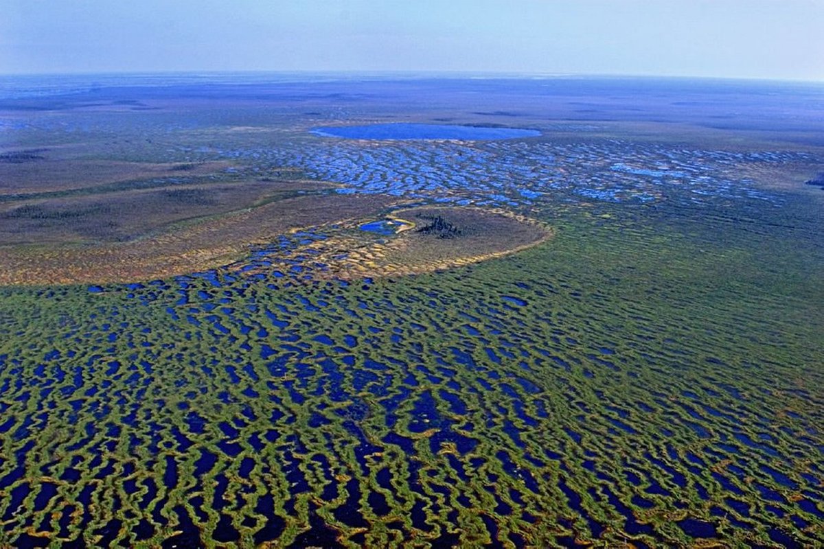 5 шокирующих фактов о Васюганских болотах 