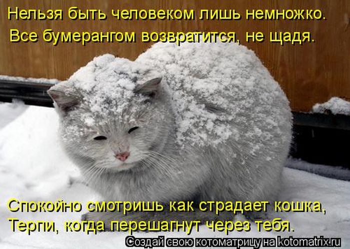 Лучшие котоматрицы недели (50 фото)