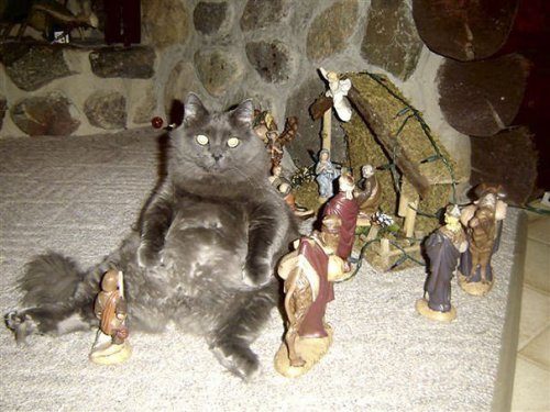 Кошки-разрушители