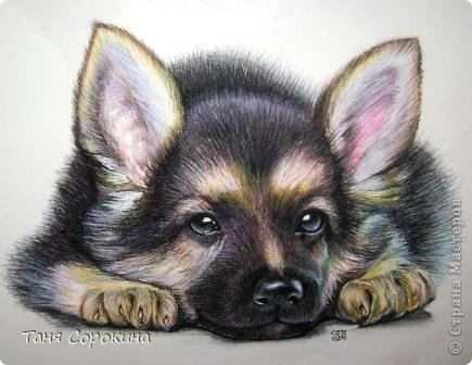 Картина панно рисунок Рисование и живопись Тренируюсь на щенках  Пастель фото 1