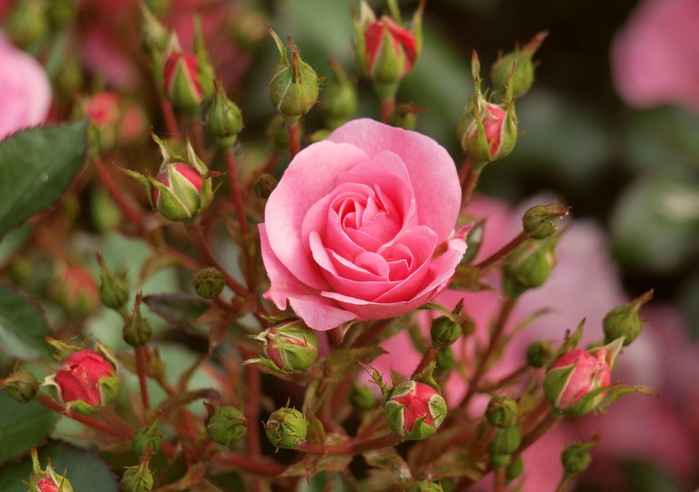 Розы многолетние цветы удобрения - Кредит для Вас
