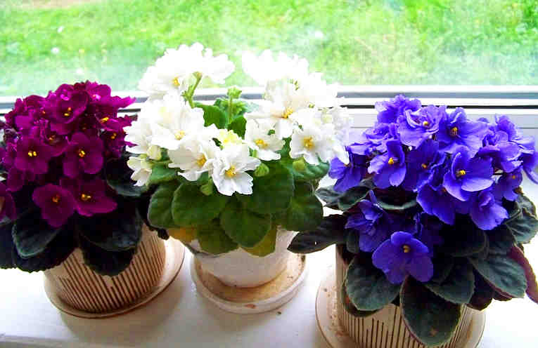 Три простых трюка для здоровья и красоты комнатных растений. Они оживут и зацветут
