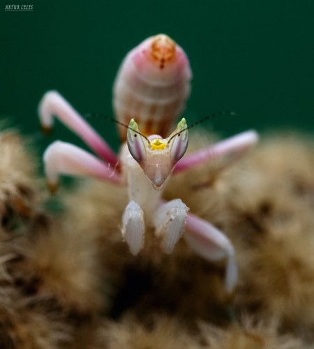 Орхидейный богомол (лат. Hymenopus coronatus) (англ. Orchid Mantis)