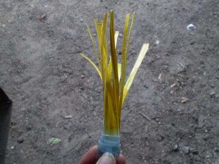 Кувшинки из пластиковых бутылок