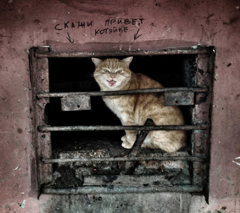Колоритные уличные коты
