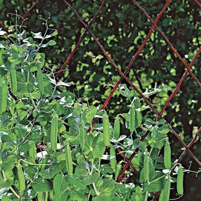 Шпалеры для растений