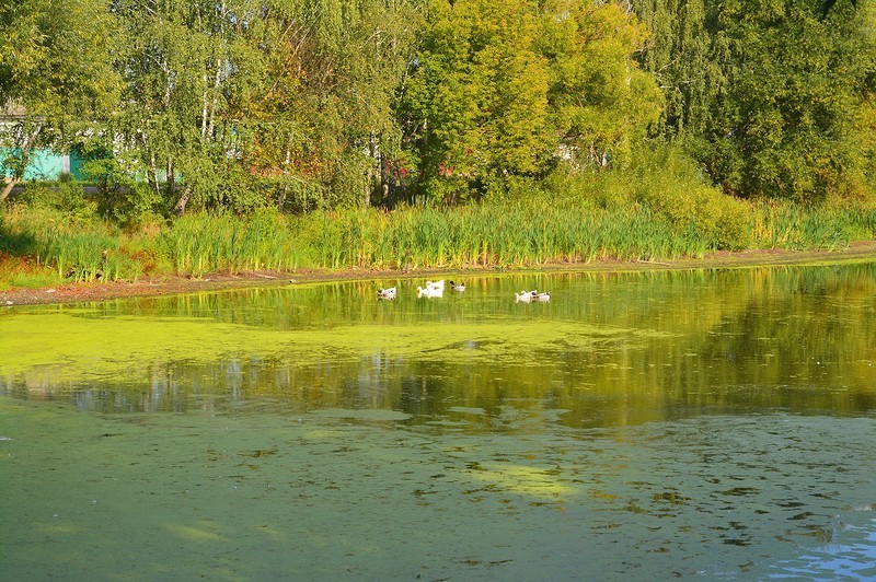 Село Чуровичи. Чем живёт Брянская область путешествия, факты, фото