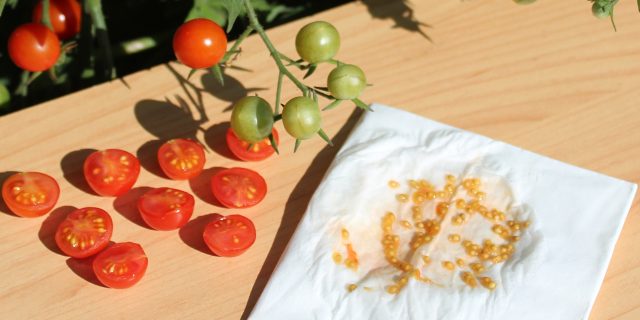 Как собрать семена помидоров в домашних условиях: старайтесь выбирать помидоры с двух нижних кистей