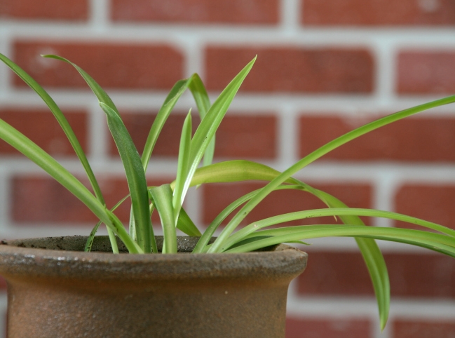 Самые неприхотливые комнатные растения Самые неприхотливые комнатные растения