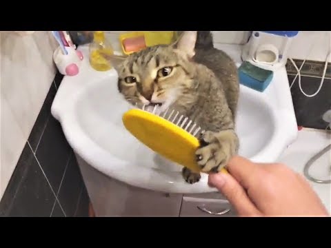Приколы с Животными 2018 Смешные Собаки и Милые Кошки Видео для хорошего настроения Приколы с Животными 2018 Смешные Собаки и Милые Кошки Видео для хорошего настроения