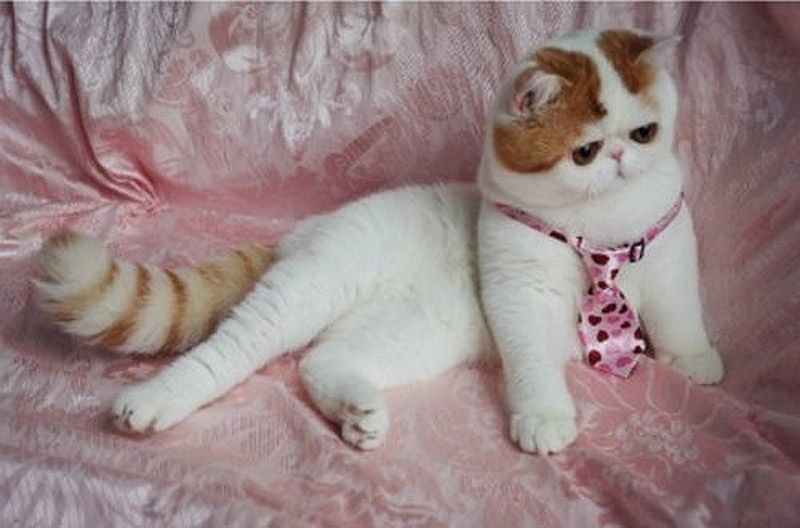 Кот Снупи бейб и его гардероб Снупи кот породы short hair exotic