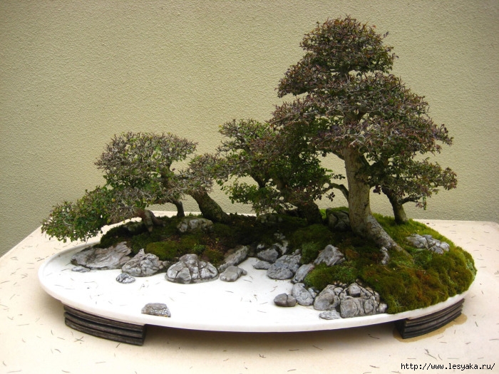 3925073_bonsai114457 (700x525, 320Kb)