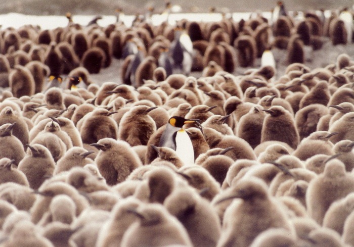 Самые смешные фото пингвинов