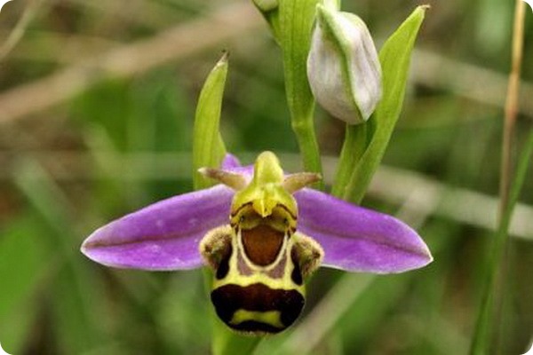   (. Ophrys apifera)