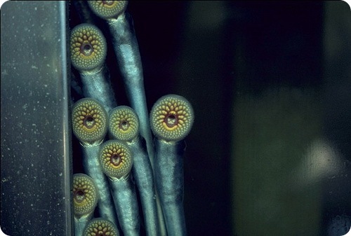 Странные и редкие животные