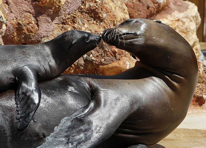 Животные в фотографиях за неделю